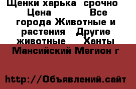 Щенки харька! срочно. › Цена ­ 5 000 - Все города Животные и растения » Другие животные   . Ханты-Мансийский,Мегион г.